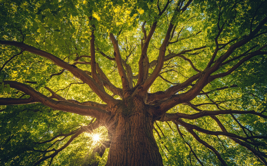 3 Ways Shade Sails can Support Green Build